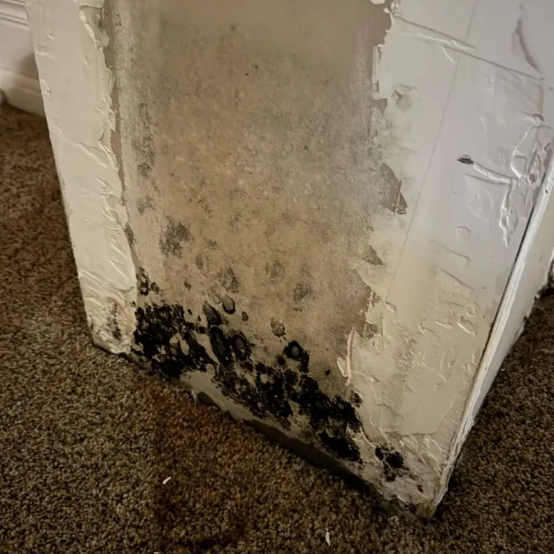 Professional Mold Removal in Benjamin, TX